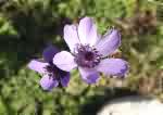 Flower Anemone Coronaria, light purple petals.