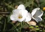 Freesia Kewensis, pure white flower petals, yellow stamen.