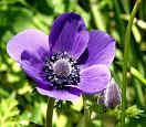 Cretan Wildflower Anemone Coronaria