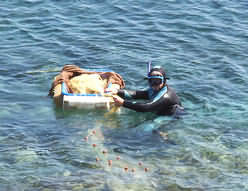 Snorkelling fisherman near Monastery Gonias.
