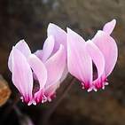 Cyclamen hederifolium - Common name - CYCLAMEN HEDERIFOLIUM