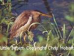 Little Bittern, Lake Kournas, Crete.